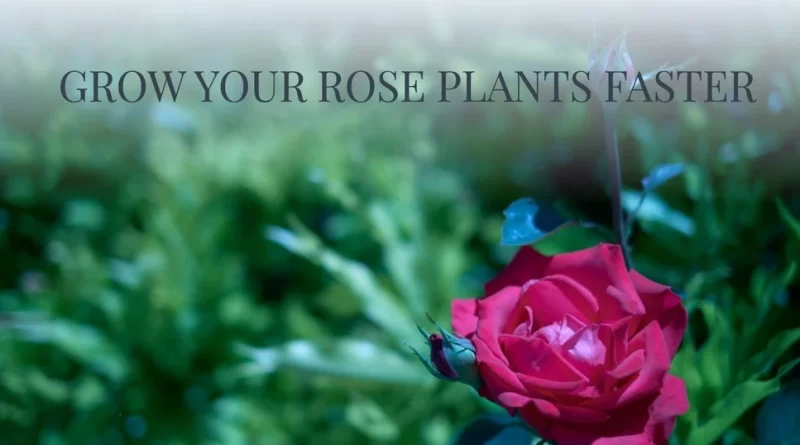 5-tips-to-grow-rose-plants-faster